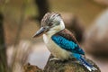 Hunting kingfisher. Blue-winged kookaburra, Dacelo leachii, perched on tree trunk, waiting for fish. Large bird with long beak