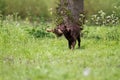 Hunting labrador holding duck