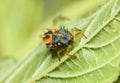 Hunting ladybird larva Royalty Free Stock Photo