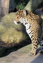 Hunting leopard sitting in the sunshine Royalty Free Stock Photo