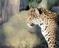Hunting leopard sitting in the sunshine Royalty Free Stock Photo