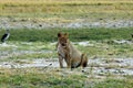 Hunting lioness Royalty Free Stock Photo