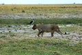 Hunting lioness Royalty Free Stock Photo