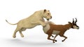 The hunting Lioness, 3D Illustration Royalty Free Stock Photo