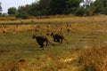 Hunting lions running fast after Impala