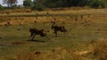 Hunting lions running fast after Impala