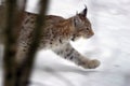 Hunting lynx Royalty Free Stock Photo