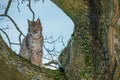 Hunting lynx. Young Eurasian lynx, Lynx lynx, sits on old tree and looking for prey. Cute wild cat in winter nature. Royalty Free Stock Photo