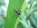 photo of small spider on green leaf