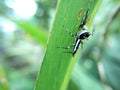 photo of small spider on green leaf