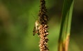 A hunting male Scorpion Fly Panorpa communis perched on a plant.