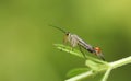 A hunting male Scorpion Fly, Panorpa communis, perching on a plant at the edge of woodland.