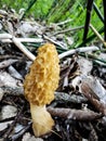 Hunting for morel mushrooms in the spring