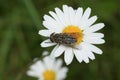 A hunting Narrow-winged Horsefly Tabanus maculicornis perching on an ox-eye or dog daisy flower Leucanthemum vulgare. Royalty Free Stock Photo