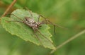 A hunting Nursery Web Spider, Pisaura mirabilis, perching on a leaf of a small tree growing at the edge of a bog. Royalty Free Stock Photo