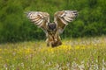 Hunting owl. Eurasian Eagle Owl, Bubo bubo, landing with spread wings in colorful flowered meadow. Wildlife scene from nature. Royalty Free Stock Photo