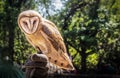 Hunting Owl perched on leather glove looking at camera with blurred green tree backgroun - close-up and copy space