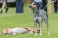 Hunting pack from Derwent Hounds at Country Show.