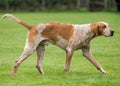 Hunting pack from Derwent Hounds at Country Show.