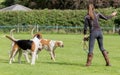 Hunting pack from Derwent Hounds at Country Show. Royalty Free Stock Photo