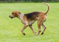 Hunting pack from Derwent Hounds at Country Show.