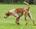 Hunting pack from Derwent Hounds at Country Show. Royalty Free Stock Photo