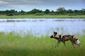 Hunting painted dog with big ears, beautiful wild animal in nature habitat, Moremi, Botswana, Africa. African wild dog, Lycaon pi Royalty Free Stock Photo