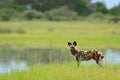 Hunting painted dog with big ears, beautiful wild animal in nature habitat, Moremi, Botswana, Africa. African wild dog, Lycaon pi Royalty Free Stock Photo