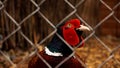 Hunting pheasant in a cage. Birds at the zoo or farm