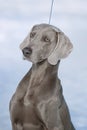 Hunting pointer weimaraner winter in the snow