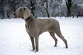 Hunting pointer weimaraner winter in the snow with handler Royalty Free Stock Photo