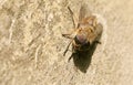 A hunting Narrow-winged Horsefly Tabanus maculicornis perching on a wooden fence in woodland. Royalty Free Stock Photo