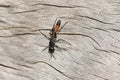 A hunting Red Banded Sand Wasp, Ammophila sabulosa, perching on a dead tree trunk.