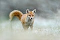 Hunting Red Fox in snow winter Royalty Free Stock Photo