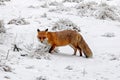 Hunting red fox in snowy winter forest Royalty Free Stock Photo