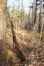 Hunting Rifle Royalty Free Stock Photo