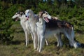 Hunting russian wolfhound dogs Royalty Free Stock Photo