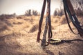 Hunting scene with hunting shotguns and ammunition belt on dry grass in rural field during hunting season as hunting background Royalty Free Stock Photo