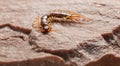 Hunting scolopendra