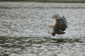 Hunting Sea Eagle Royalty Free Stock Photo