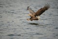 Hunting Sea Eagle Royalty Free Stock Photo