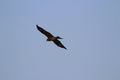 A hunting Sea Eagle at sai kung Royalty Free Stock Photo