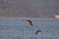 A hunting Sea Eagle at sai kung Royalty Free Stock Photo