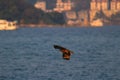 A hunting Sea Eagle at sai kung Royalty Free Stock Photo