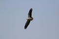 A hunting Sea Eagle at sai kung Royalty Free Stock Photo