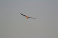 A hunting Sea Eagle at sai kung Royalty Free Stock Photo