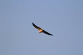 A hunting Sea Eagle at sai kung Royalty Free Stock Photo