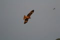 .A hunting Sea Eagle at sai kung Royalty Free Stock Photo