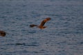 A hunting Sea Eagle at sai kung Royalty Free Stock Photo