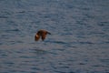 A hunting Sea Eagle at sai kung Royalty Free Stock Photo